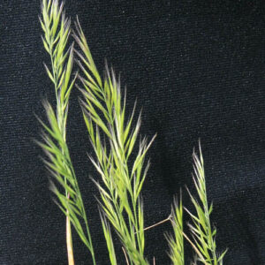 Vulpia Myuros seeds