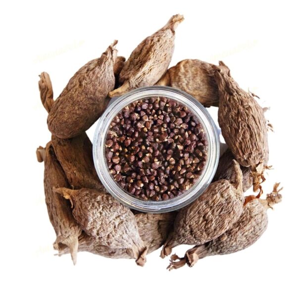 Alligator pepper