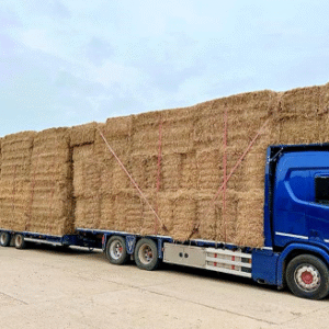 Barley