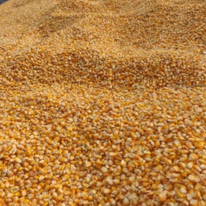 Broken CORN