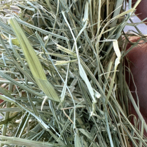 Teff Hay