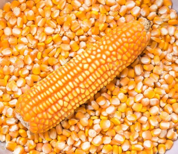 Maize (Corn)